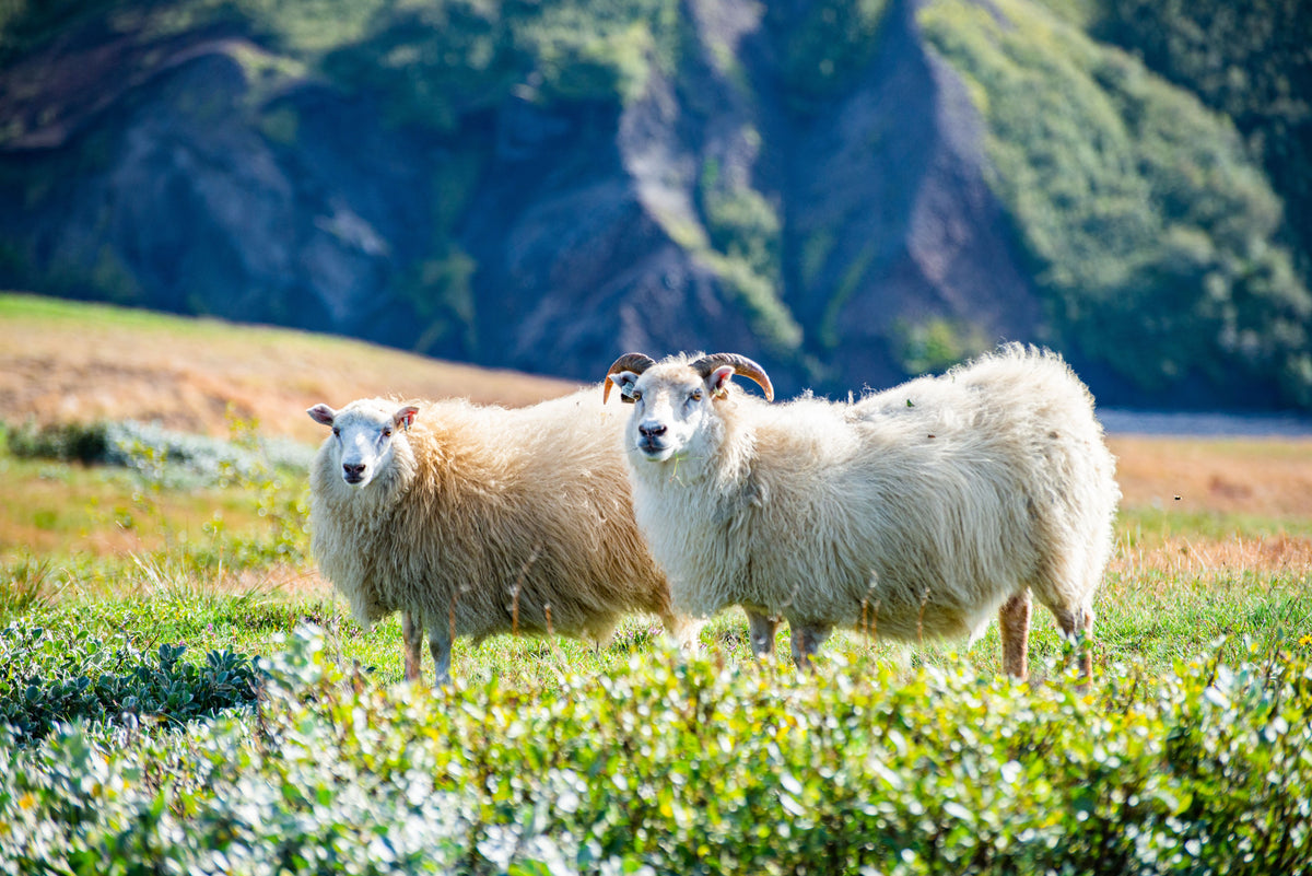 Two woolly sheep standing in a grassy field with mountains in the background.